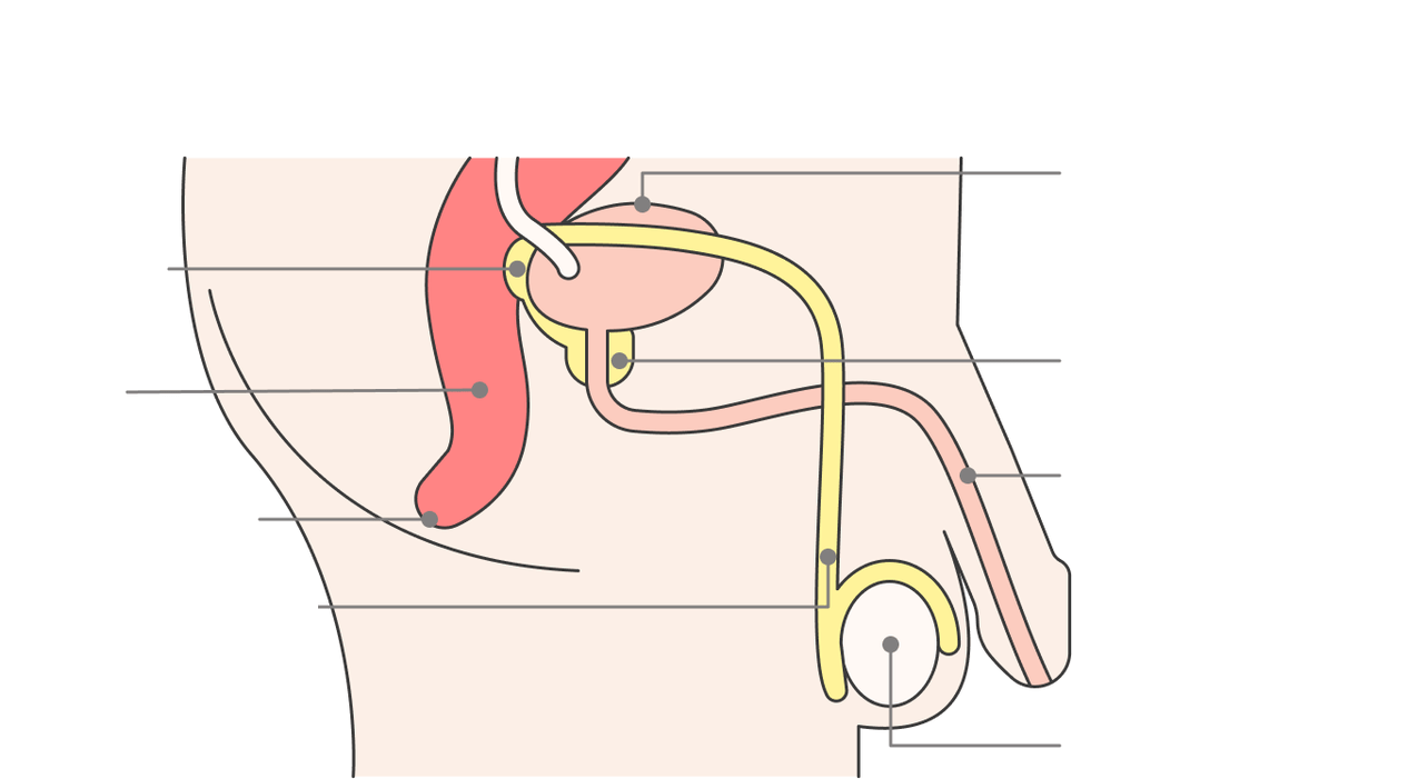 Location of the prostate gland and its structures.